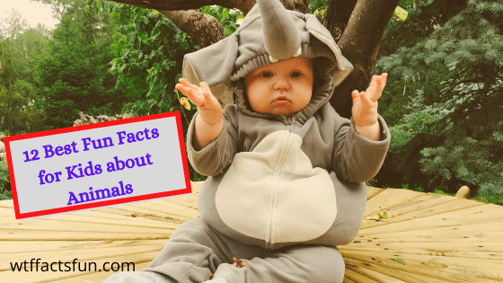 12 Best Fun Facts For Kids About Animals Fun Facts