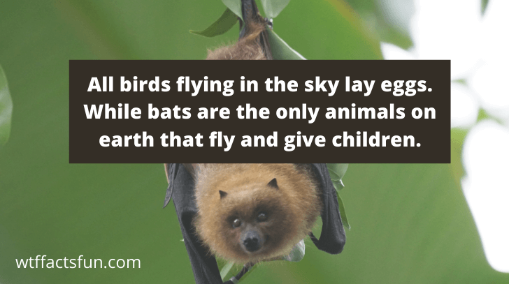 Fun Facts about Bat for Kids
