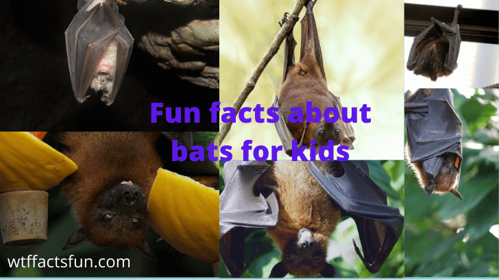 Fun Facts about Bats for Kids