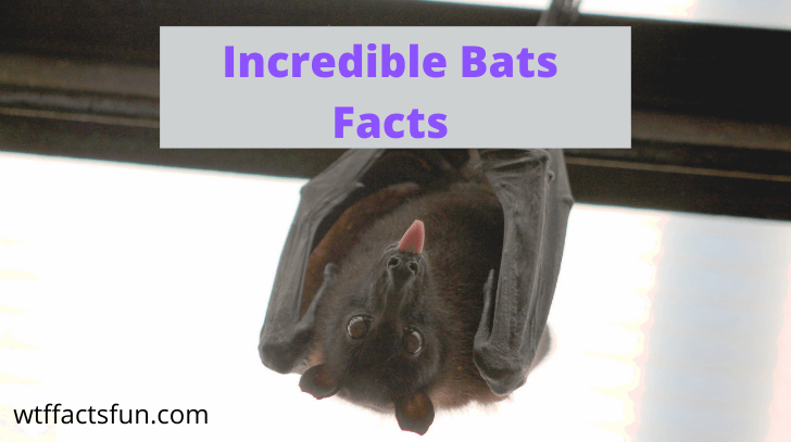 22 Best Fun Facts about Bats for Kids - Fun Facts