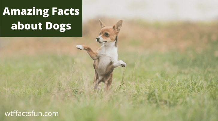 Amazing Facts about Dogs