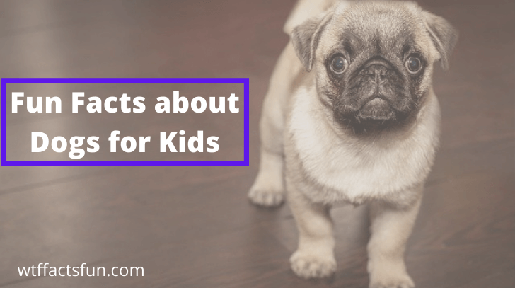 Fun Facts about Dogs for Kids