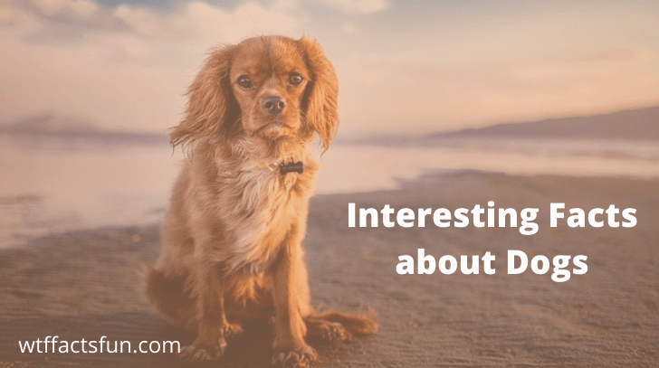 Interesting Facts about Dogs