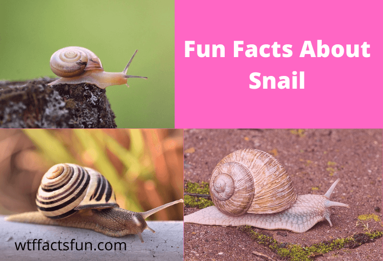 Fun Facts About Snails