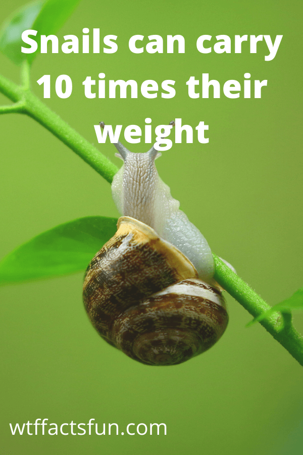 Fun Facts About Snails and Slugs for Preschoolers