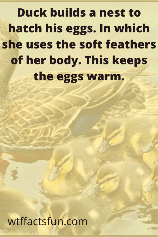 Fun Facts About Ducks for Preschoolers