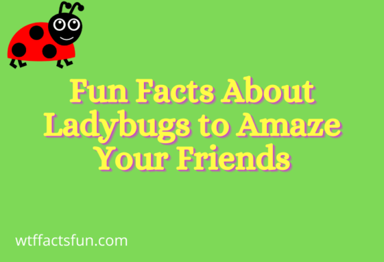 Fun Facts About Ladybugs to Amaze Your Friends