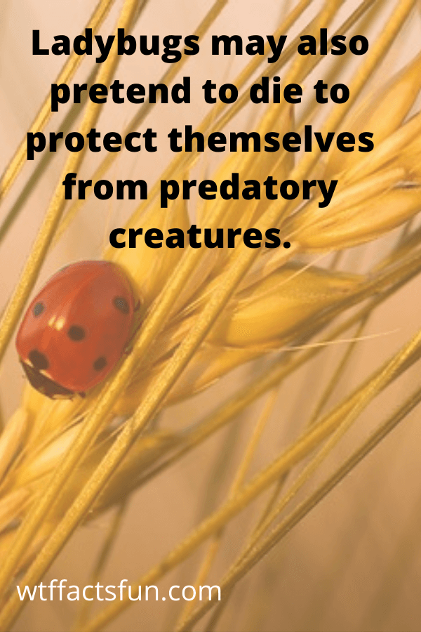 Fun Facts About Ladybugs to Amaze Your Friends