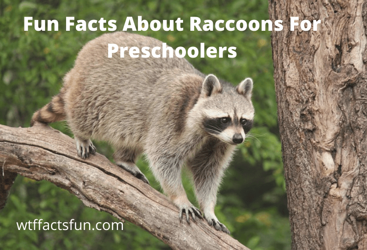 Fun Facts About Raccoons For Preschoolers