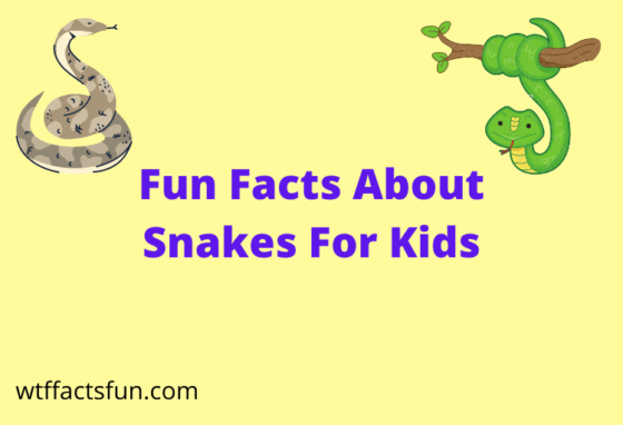 Fun Facts About Snakes for Kids