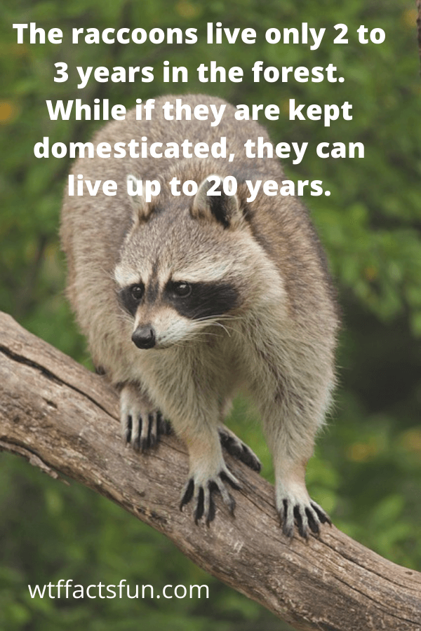 Fun Facts about Raccoons