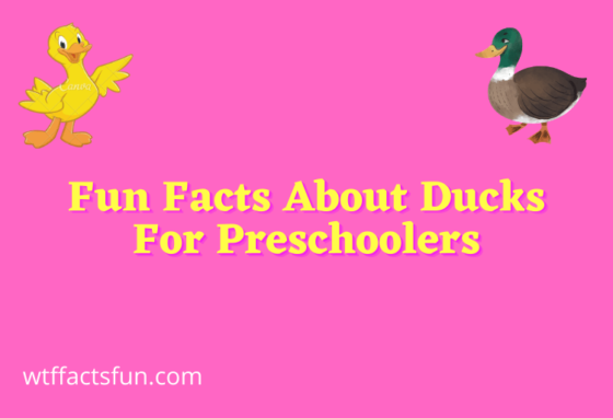 fun facts about ducks for preschoolers