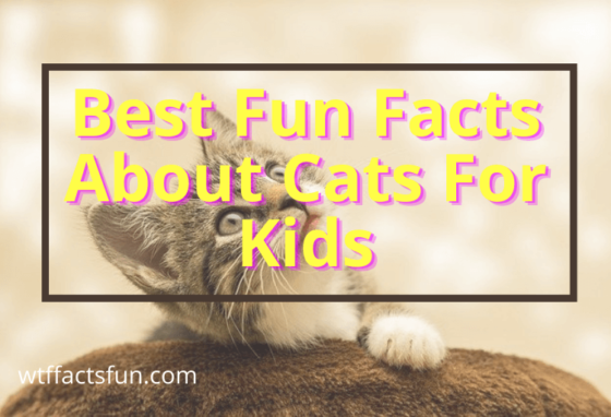 Fun Facts About Facts for Kids
