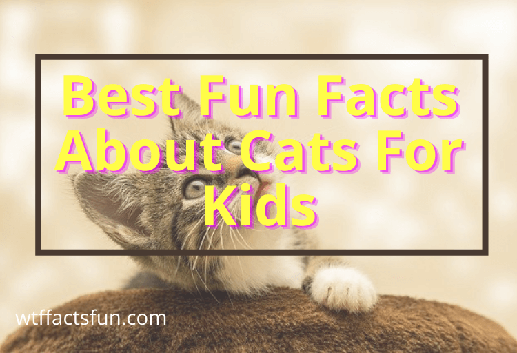 Fun Facts About Cats For Kids