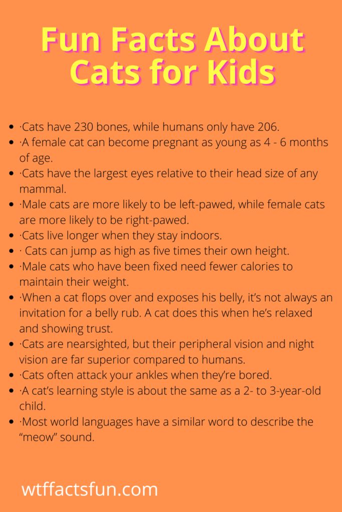 Fun Facts About Cats for Kids.