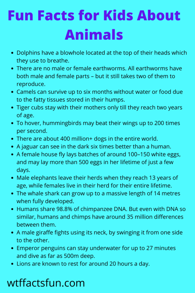 Fun Facts for Kids About Animals