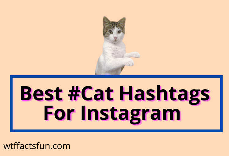 Cat Hashtags For Instagram