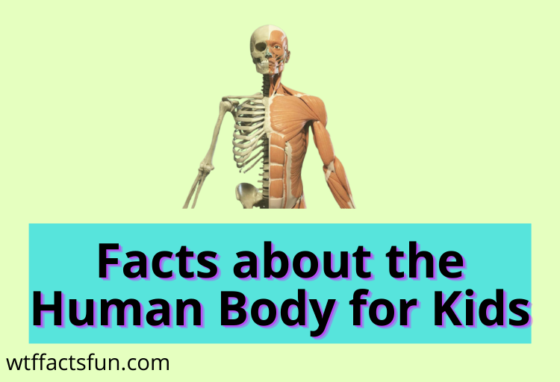Facts about the Human Body for Kids