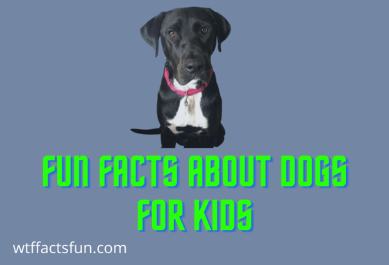 Fun Facts About Dogs for Kids