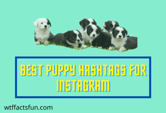 Puppy Hashtags for Instagram