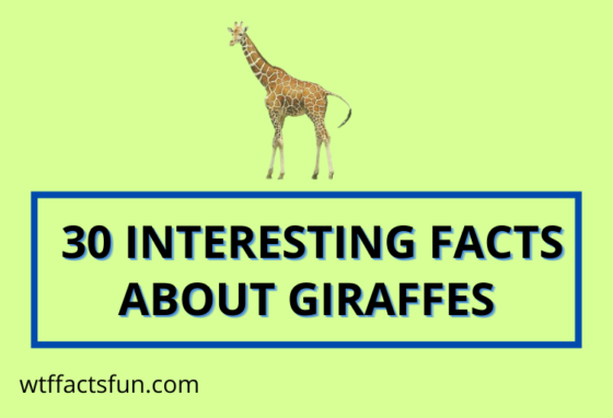 30 Interesting Facts About Giraffes