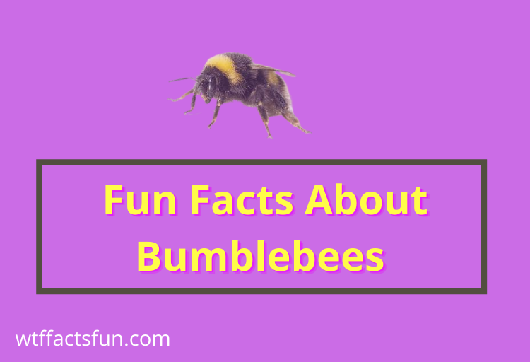 Fun Facts About Bumblebees
