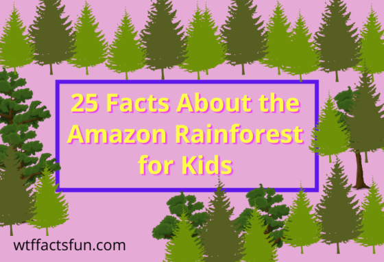 Facts About the Amazon Rainforest for Kids