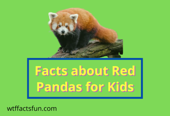Facts about Red Pandas for Kids