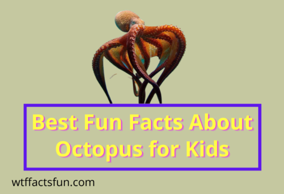 Fun Facts About Octopus for Kids