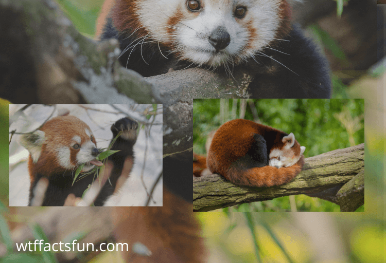 Interesting Fun Facts about Red pandas for Kids