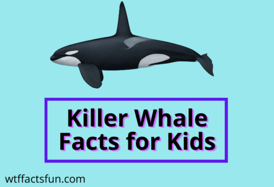 Killer Whale Facts for Kids