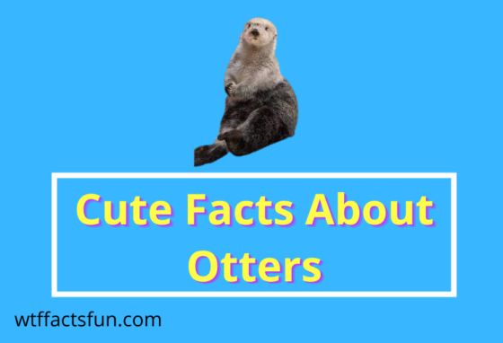 Cute Facts About Otters