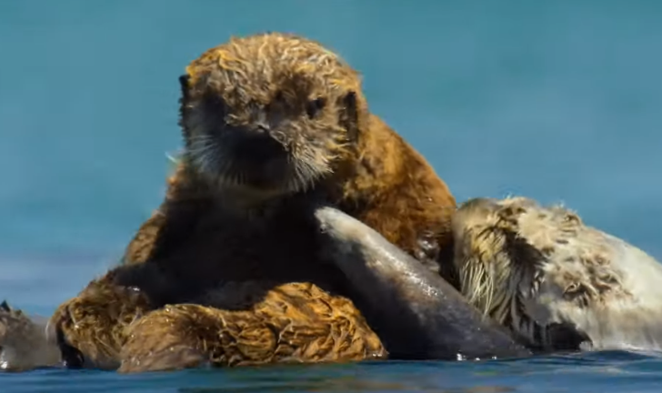Cute Facts About Otters