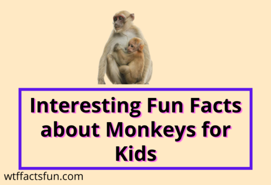 Fun Facts about Monkeys for Kids