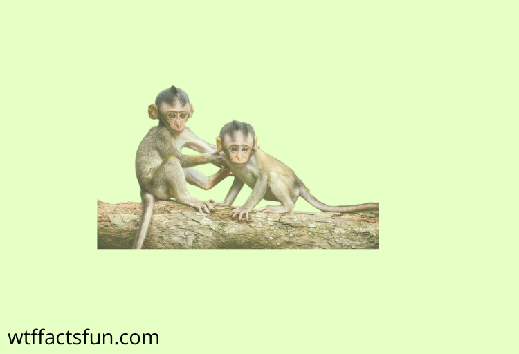 Fun Facts about Monkeys