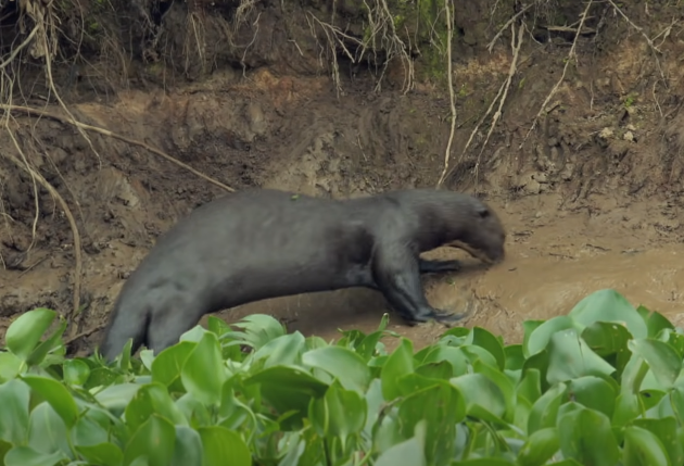 Fun facts about otters