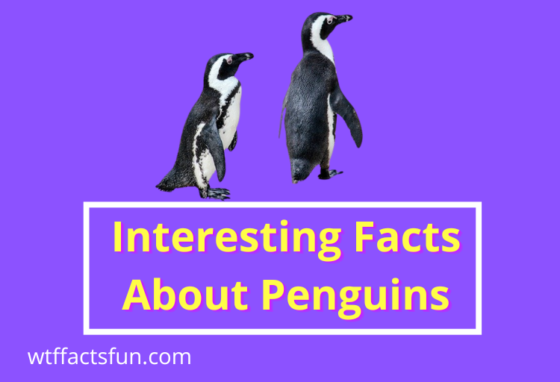 Interesting Facts About Penguins