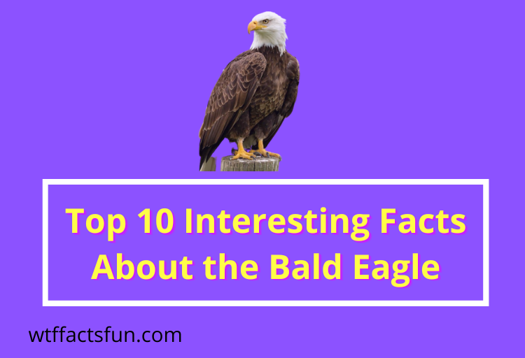Interesting Facts About the Bald Eagle