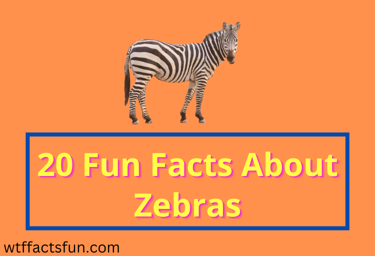 Fun Facts About Zebras