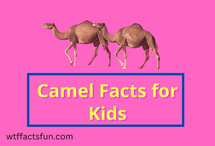 Camel Facts for Kids