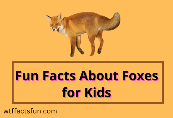 Fun Facts About Foxes for Kids