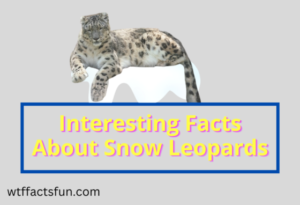 Top 10 Interesting Facts About Snow Leopards - Fun Facts