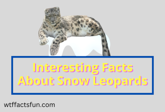 Interesting Facts About Snow Leopards