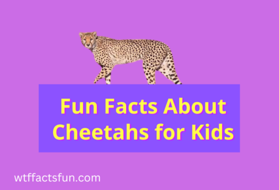 Fun Facts About Cheetahs for Kids