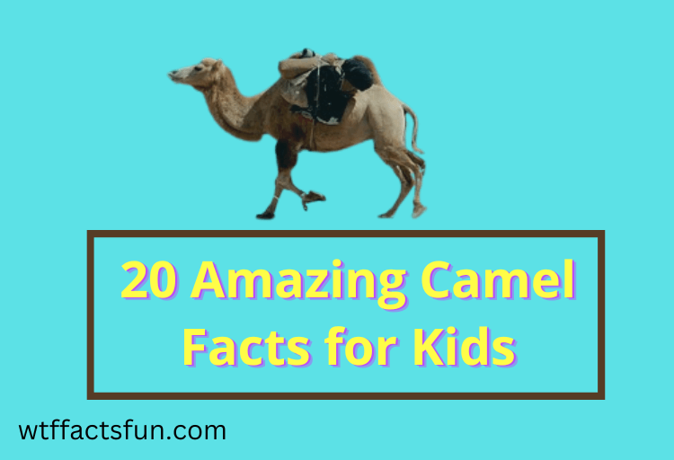 20 Amazing Camel Facts for Kids