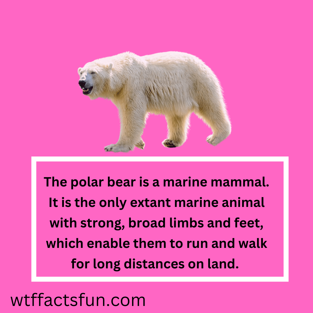 Fun Facts About Polar Bears for Kids
