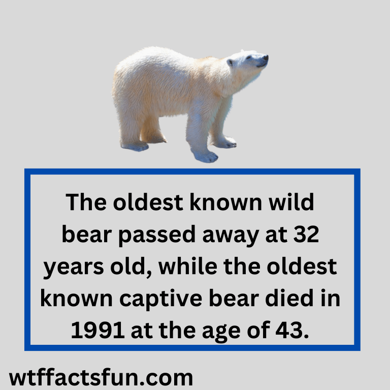 Fun Facts About Polar Bears for Kids