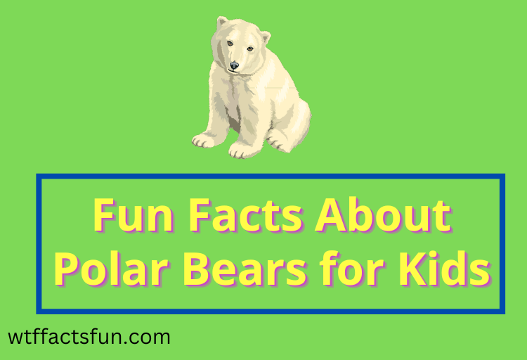 Fun Facts About Polar Bears for Kids