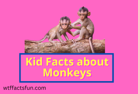 Kid Facts about Monkeys