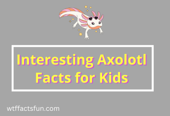Axolotl Facts for Kids